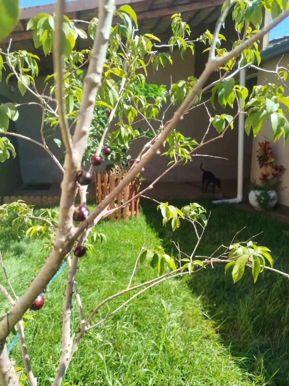 Casa, 3 quartos, 200 m² - Foto 10